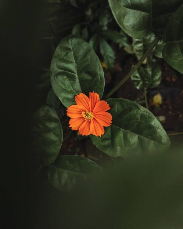 flower, flower wallpaper, beautiful flowers, plant, leaves, orange flower, orange petals, bloom, flora, garden, nature, closeup, flower background, flower, flower, flower, orange flower, nature, nature, nature, nature, nature